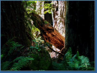 Redwood NP - Prairie Creek Trail, CA