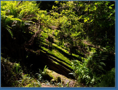 Redwood NP - Prairie Creek Trail, CA