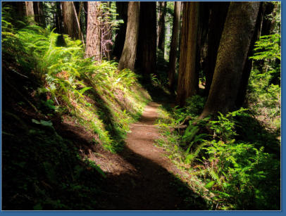 Redwood NP - Prairie Creek Trail, CA