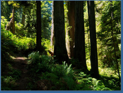 Redwood NP - Prairie Creek Trail, CA