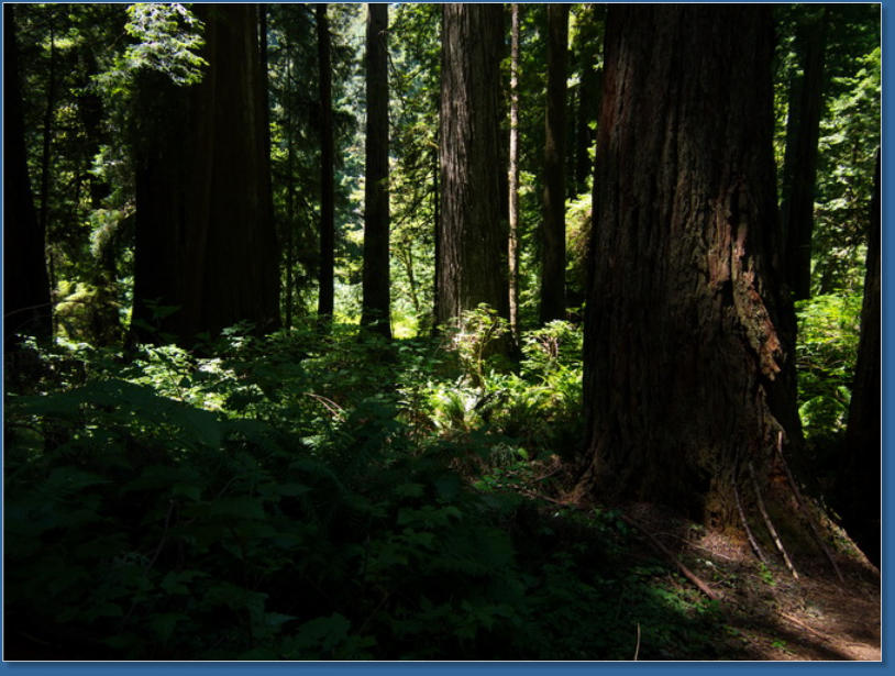 Redwood NP - Prairie Creek Trail, CA