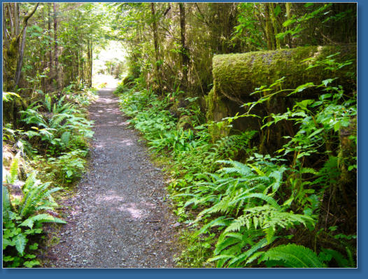 South Shore Trail, Lake Quinault, WA