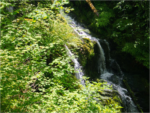 South Shore Trail, Lake Quinault, WA