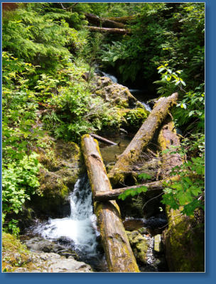 South Shore Trail, Lake Quinault, WA