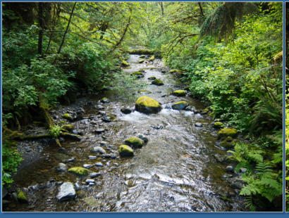 South Shore Trail, Lake Quinault, WA