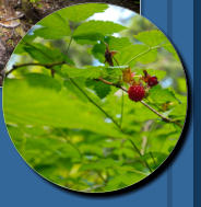 South Shore Trail, Lake Quinault, WA