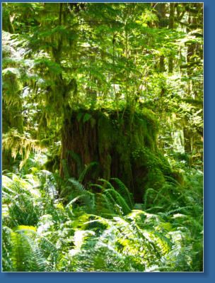 South Shore Trail, Lake Quinault, WA