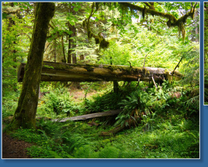 Sprunc Trail, Hoh Rain Forrest, Olympic NP, WA
