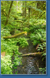 Sprunc Trail, Hoh Rain Forrest, Olympic NP, WA
