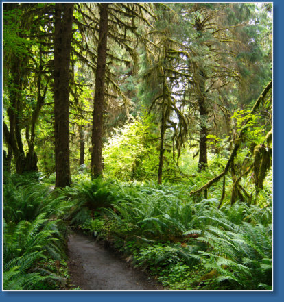 Sprunc Trail, Hoh Rain Forrest, Olympic NP, WA