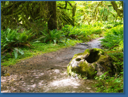 Sprunc Trail, Hoh Rain Forrest, Olympic NP, WA