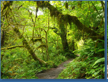 Sprunc Trail, Hoh Rain Forrest, Olympic NP, WA
