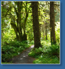 Sprunc Trail, Hoh Rain Forrest, Olympic NP, WA