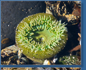 Tiedepools am Yaquina Head Lighthouse, OR