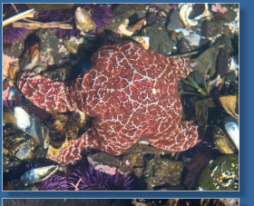 Tiedepools am Yaquina Head Lighthouse, OR