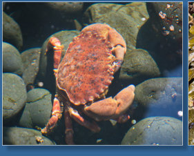 Tiedepools am Yaquina Head Lighthouse, OR