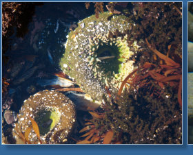 Tiedepools am Yaquina Head Lighthouse, OR