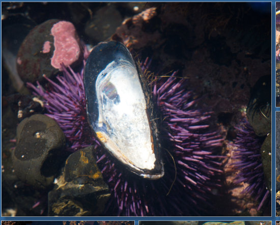 Tiedepools am Yaquina Head Lighthouse, OR