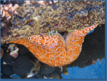 Tiedepools am Yaquina Head Lighthouse, OR