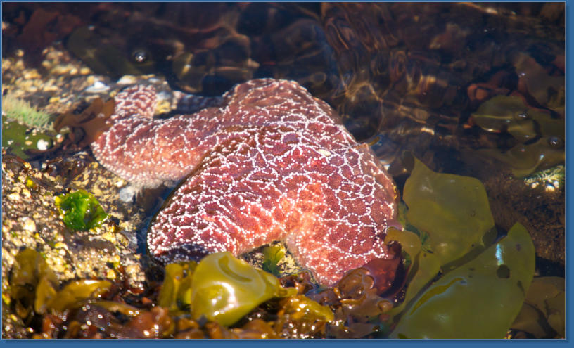Tiedepools am Yaquina Head Lighthouse, OR