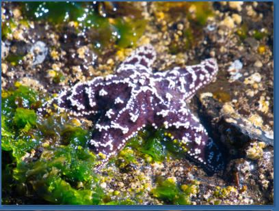 Tiedepools am Yaquina Head Lighthouse, OR
