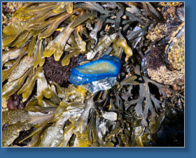 Tiedepools am Yaquina Head Lighthouse, OR