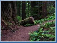Trilium Fall Trail, Redwood NP, CA