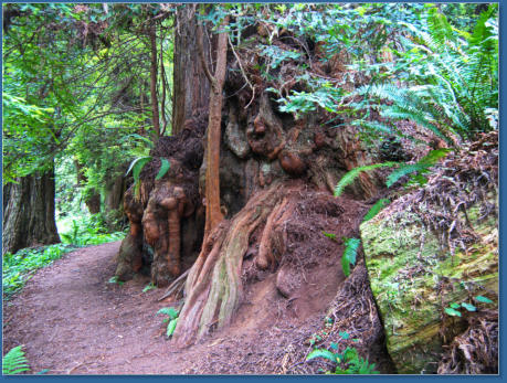 Trilium Fall Trail, Redwood NP, CA