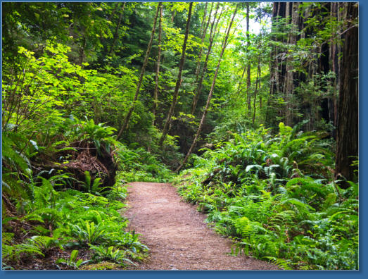 Trilium Fall Trail, Redwood NP, CA