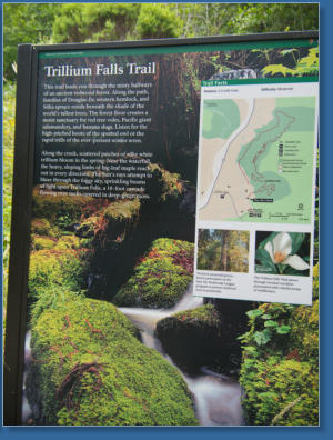 Trilium Fall Trail, Redwood NP, CA