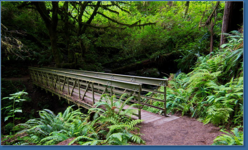 Trilium Fall Trail, Redwood NP, CA