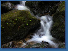 Trilium Fall Trail, Redwood NP, CA