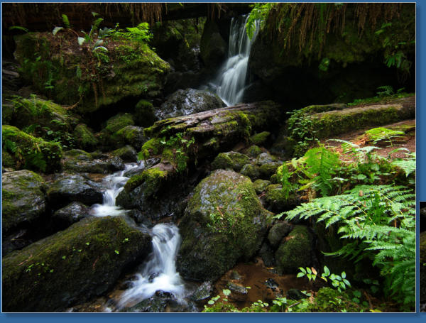 Trilium Fall Trail, Redwood NP, CA