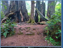 Trilium Fall Trail, Redwood NP, CA
