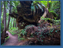 Trilium Fall Trail, Redwood NP, CA
