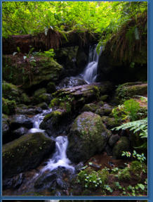 Trilium Fall Trail, Redwood NP, CA