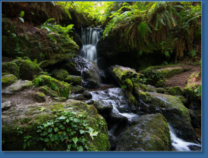 Trilium Fall Trail, Redwood NP, CA