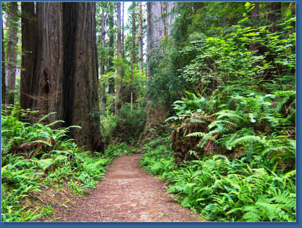 Trilium Fall Trail, Redwood NP, CA