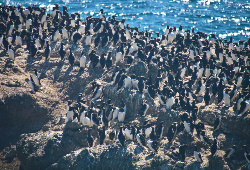 Trottellummen am Yaquina Head Lighthouse, OR