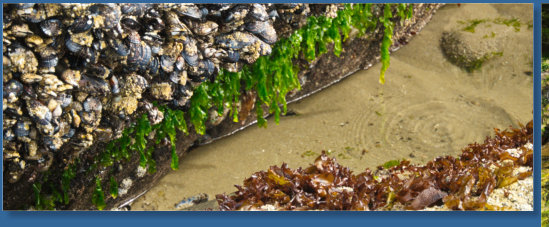 Wasserfall im Oswald West SP