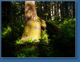 Weg zum 2. Beach, Olympic Peninsula, WA