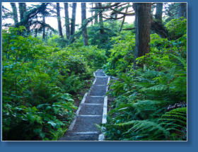 Weg zum 2. Beach, Olympic Peninsula, WA