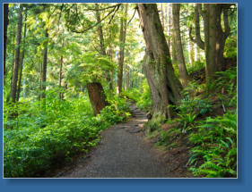 Weg zum 2. Beach, Olympic Peninsula, WA