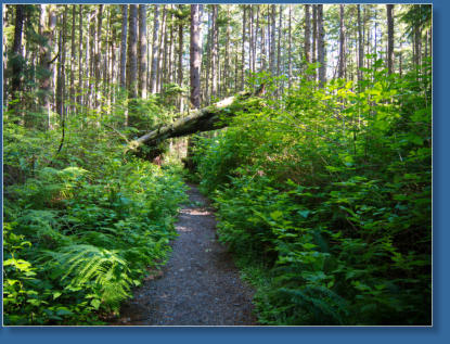 Weg zum 3. Beach, Olympic Peninsula, WA