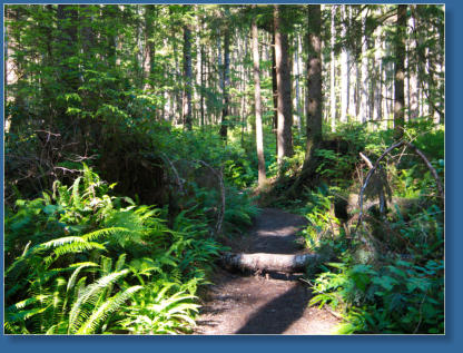 Weg zum 3. Beach, Olympic Peninsula, WA