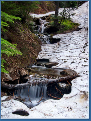 Pinnacle Pine Trail - Mt. Rainier National Park, WA