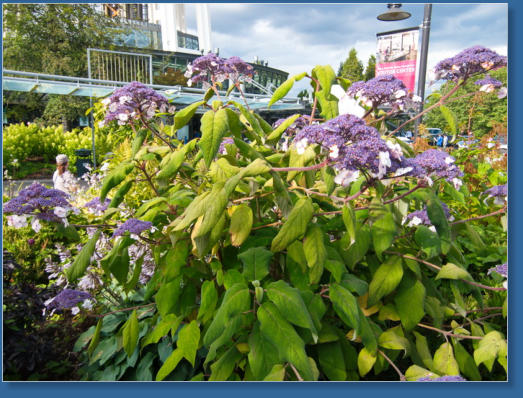 Parkanlange zwischen Space Needle und Glasmuseum - Seattle, WA