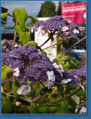 Parkanlange zwischen Space Needle und Glasmuseum - Seattle, WA