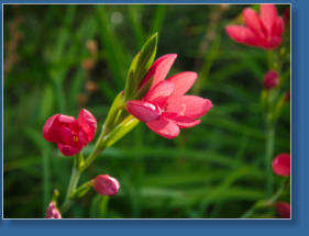 Parkanlange zwischen Space Needle und Glasmuseum - Seattle, WA
