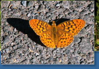 Great Spangles Fritilary, Newberry Crater NM, OR
